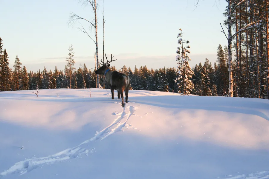 En elg som står på et snødekt jorde